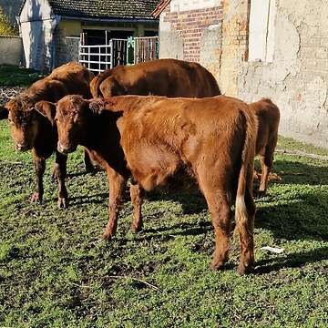 Angusfärse zum Verkauf