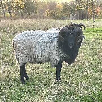 Grau gehörnte Heidschnuckenbock