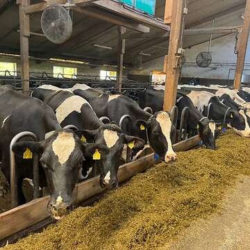 Milchkuhherde Holstein Schwarzbunt & Rotbunt