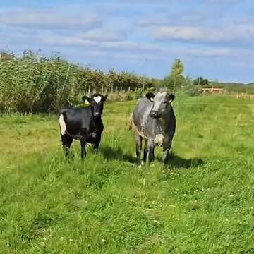 Dringend Blauweiss Belgier Färse 26 Monate und Angus Färse 19 Monate