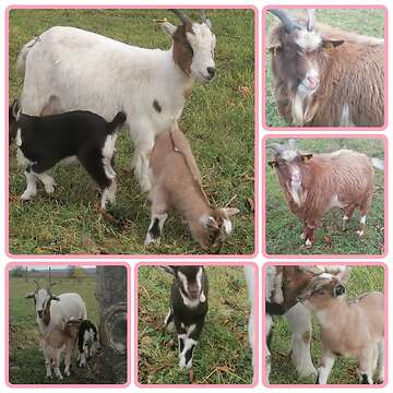 Zwergziegen abzugeben