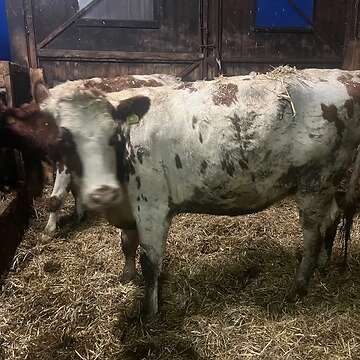 Tragende Rotbunte Kalbin zu verkaufen