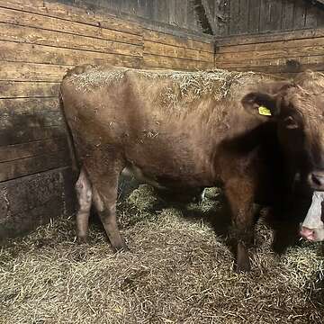 tragende Kalbin, Rotbunt/Braunvieh Kreuzung zu verkaufen