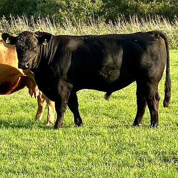 Angus Jungbullen Bio