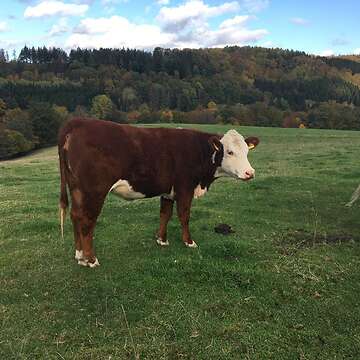 Bio deckfähige Hereford-Rinder