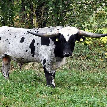 Texas Longhorn Zuchstier zu verkaufen