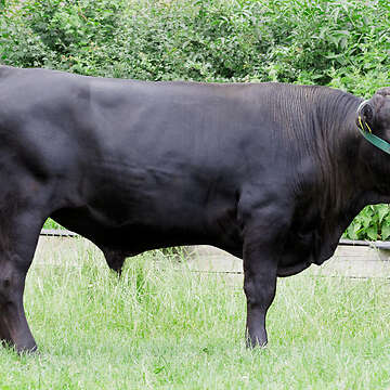 Biete Angus x Wagyu (hornlos) Bullen