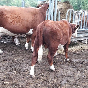 Hereford Bulle Absetzer