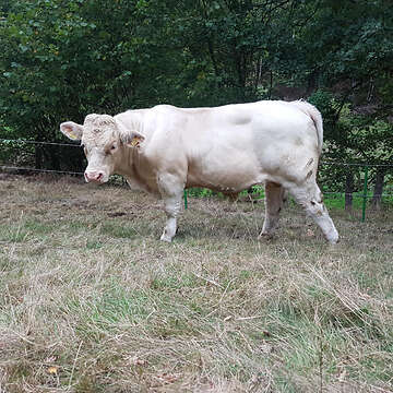 Charolais HB Jungbulle 