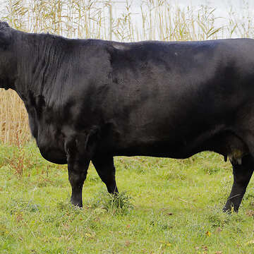 Angus HB Kuh mit Wagyu Bullenkalb