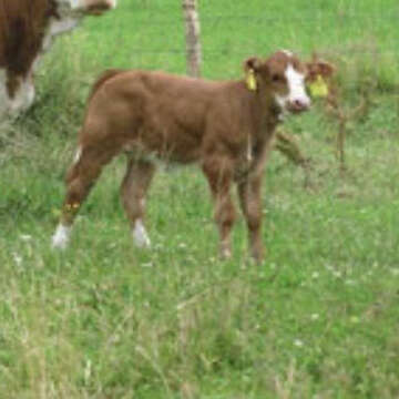 Suche 2 Kälber bis 120kg Fleckvieh/Limousin/Weißblaue Belgier/Fleischrasse