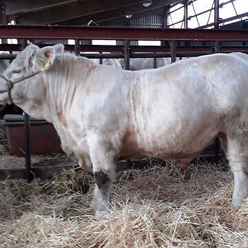 Charolais - HB - Bulle