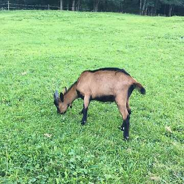 3 Monate alter Ziegenbock 