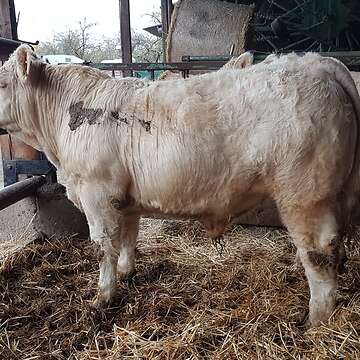 Charolais Deckbullen hornlos, Herdbuch