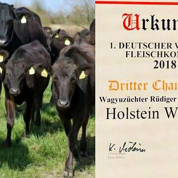 Fullblood Wagyu Rinder & Genetik vom Premium-Zuchtbetrieb