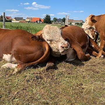 Trächtige Färsen abzugeben