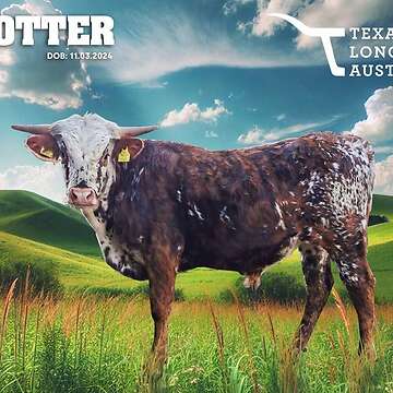 Texas Longhorn Jungtiere
