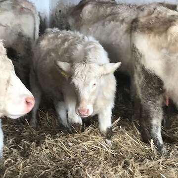 Charolais Absetzer weiblich