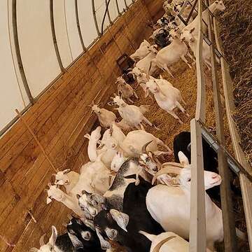 Bioziegen zu verkaufen