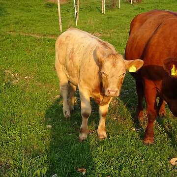 Suche Partnerbetriebe zur Fresserabnahme zwischen 8 und 12 Monaten