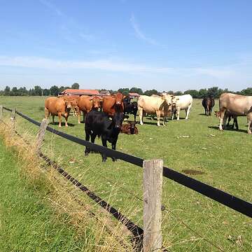 Wagyu F1 Tier tragend odermit Kalb