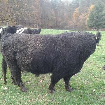 Galloway deckbullen und jungbullen