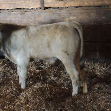 Chianinabulle