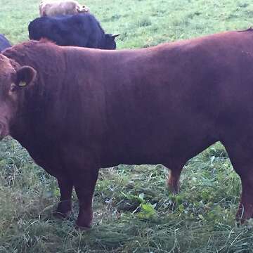 1 Dexter Bulle an Selbstabholer zu verkaufen