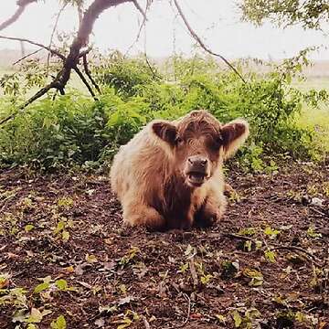 Zwei Färsen Rinder Fleischrinder
