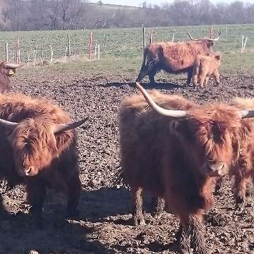 Highland Cattle, Kühe, Kälber, Bullen, Absetzer, Zubehör, Panels