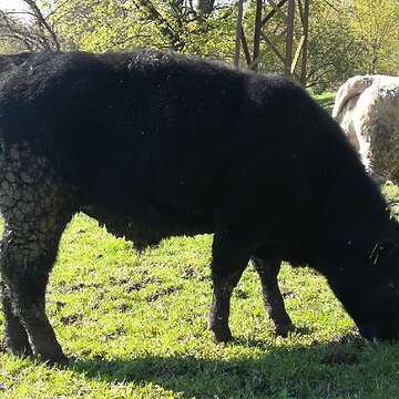 1 männlichen Angus Absetzer / Bio