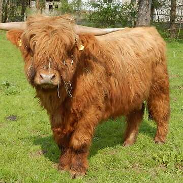 Highland Cattle Hochlandrinder - Jungbullen