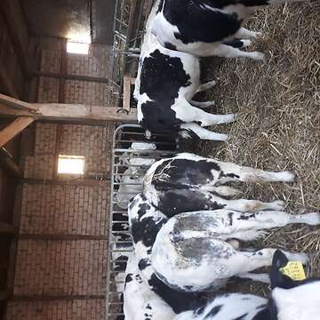 Fresser futterbullen  rinder