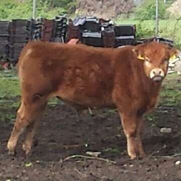 Limousinjungbulle PP