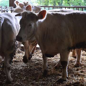 Zwei Charolais Kühe