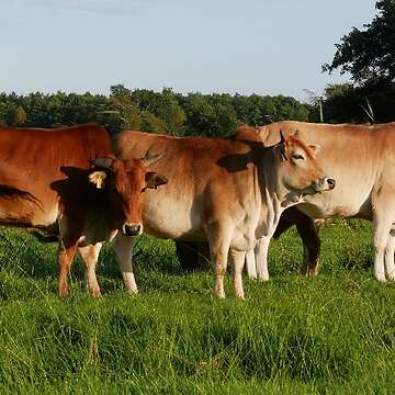 Zwergzebus, Hinterwälder