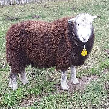 Schaf Herdwick Mutterlamm