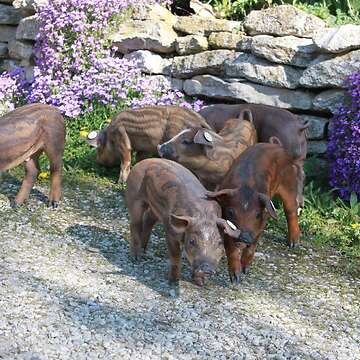 Ferkel: Iberico x Duroc