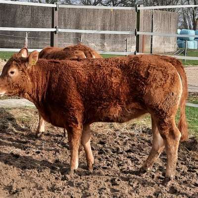 Angebot genetisch hornlose Limousinzuchtrinder vom Blutbuchenhof