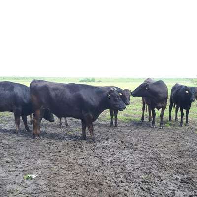 Wagyu Fullblood Ochsen