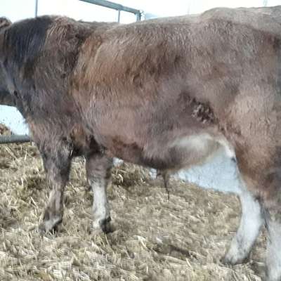 wunderschöner Aubrac Zuchtbulle