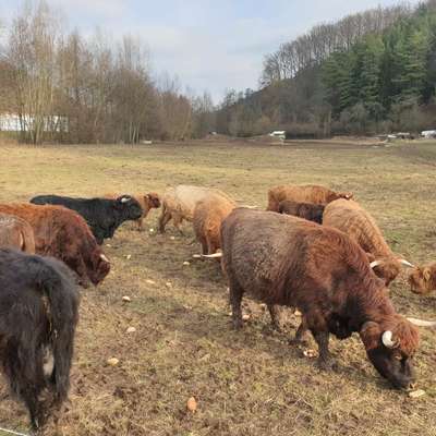 Verkaufe 2 Highland Kühe mit Kälbern 