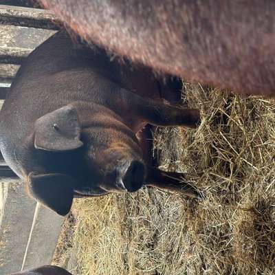Schlachtschwein