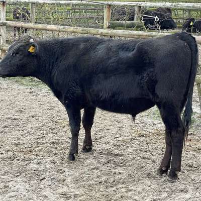 Wagyu Jungbulle zu verkaufen 
