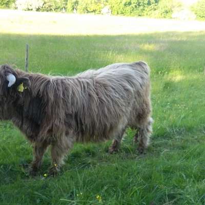 Highland Cattle Bullen