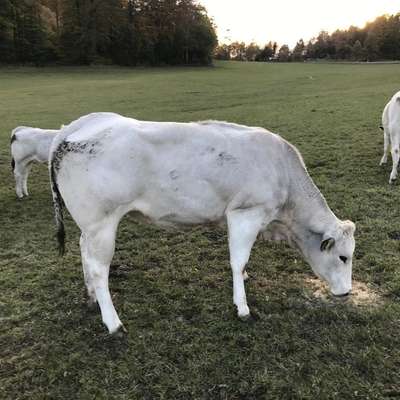 Piemonteser Färsen und Absetzer genetisch hornlos aus EU-Bio-Betrieb