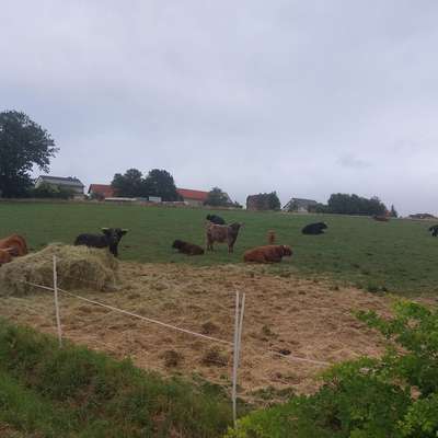 Highland Cattel zu verkaufen (Bio)