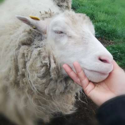 Diepholzer Moorschnucken abzugeben (Reserviert)