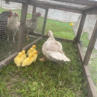 Ente mit 6 Küken, Naturbrut