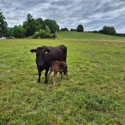 Wagyu Mutterkuh mit Kalb